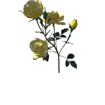 Flower Rose_Bungaria4_1